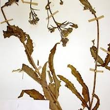 Attēlu rezultāti vaicājumam “Picris hieracioides”