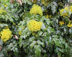 Attēlu rezultāti vaicājumam “Mahonia aquifolium”