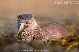 Attēlu rezultāti vaicājumam “Lutra lutra”