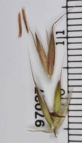 Attēlu rezultāti vaicājumam “Arrhenatherum elatius”