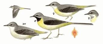 Attēlu rezultāti vaicājumam “Motacilla cinerea”