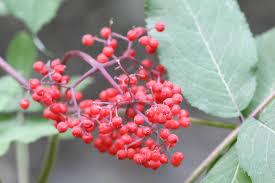 Attēlu rezultāti vaicājumam “Sambucus racemosa fruit”