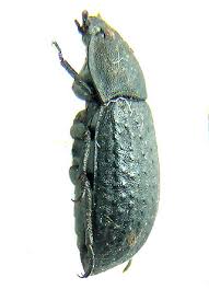 Attēlu rezultāti vaicājumam “Opatrum sabulosum”