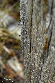 Attēlu rezultāti vaicājumam “Microcalicium disseminatum”