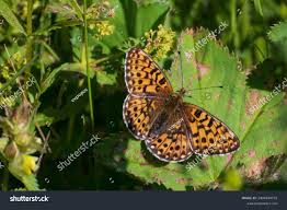 Attēlu rezultāti vaicājumam “Clossiana euphrosyne underside”