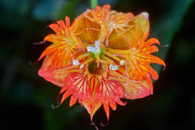 Attēlu rezultāti vaicājumam “Tropaeolaceae”