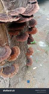 Attēlu rezultāti vaicājumam “Ganoderma applanatum”
