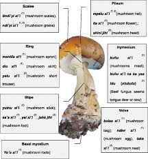 Attēlu rezultāti vaicājumam “Boletales”
