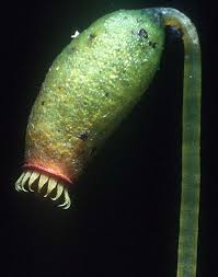 Attēlu rezultāti vaicājumam “Schistidium robustum sporophyte”