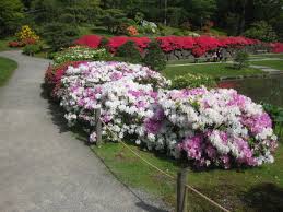 Attēlu rezultāti vaicājumam “rhododendron”