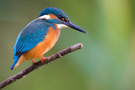 Attēlu rezultāti vaicājumam “Alcedo atthis adult”