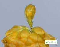Attēlu rezultāti vaicājumam “Trifolium aureum fruit”
