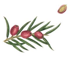 Attēlu rezultāti vaicājumam “Taxus baccata fruit”