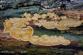 Attēlu rezultāti vaicājumam “Stereum rugosum”