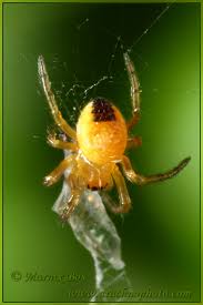 Attēlu rezultāti vaicājumam “Araneus diadematus juvenile”