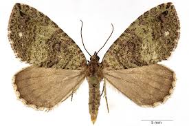 Attēlu rezultāti vaicājumam “Hydriomena furcata”