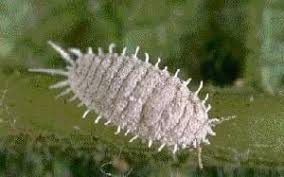 Attēlu rezultāti vaicājumam “Sternorrhyncha”