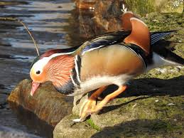 Attēlu rezultāti vaicājumam “Aix galericulata male”