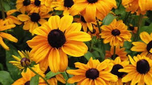 Attēlu rezultāti vaicājumam “Rudbeckia hirta var. pulcherrima flower”