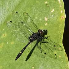 Attēlu rezultāti vaicājumam “Leucorrhinia”