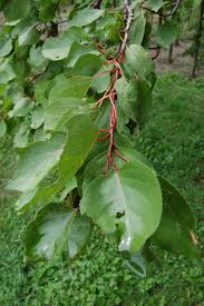 Attēlu rezultāti vaicājumam “Prunus armeniaca leaf”