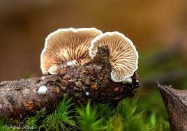 Attēlu rezultāti vaicājumam “Crepidotus versutus”