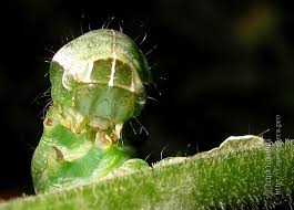 Attēlu rezultāti vaicājumam “Melanchra persicariae larva”