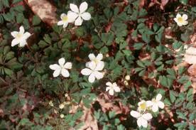 Attēlu rezultāti vaicājumam “Isopyrum thalictroides flower”