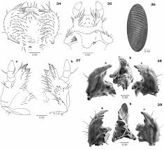 Attēlu rezultāti vaicājumam “Potosia cuprea”