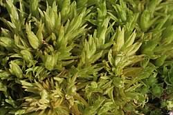 Attēlu rezultāti vaicājumam “Tortella inclinata”