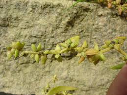 Attēlu rezultāti vaicājumam “Atriplex littoralis fruit”