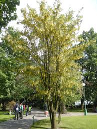 Image result for Laburnum anagyroides