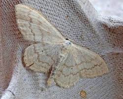 Attēlu rezultāti vaicājumam “Scopula floslactata”