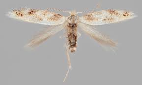 Attēlu rezultāti vaicājumam “Bucculatricidae”