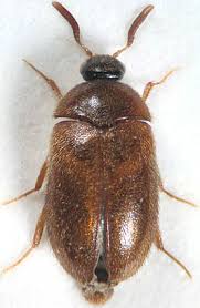 Attēlu rezultāti vaicājumam “Attagenus smirnovi”