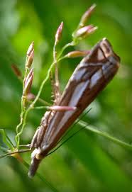 Attēlu rezultāti vaicājumam “Crambus pratella”