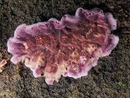 Attēlu rezultāti vaicājumam “Chondrostereum purpureum”