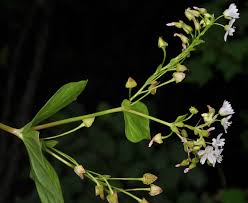 Attēlu rezultāti vaicājumam “Claytonia sibirica”