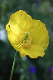 Image result for Meconopsis cambrica