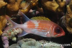 Image result for Holocentrus adscensionis