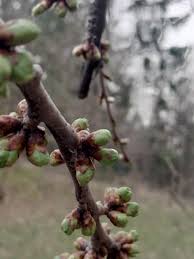 Attēlu rezultāti vaicājumam “Cerasus bud”