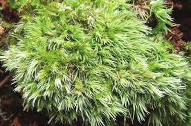 Attēlu rezultāti vaicājumam “Leucobryum juniperoideum”