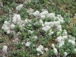 Attēlu rezultāti vaicājumam “Cladonia stellaris”