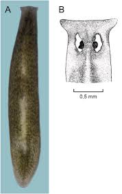 Attēlu rezultāti vaicājumam “Trichia alpina”
