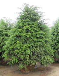 Attēlu rezultāti vaicājumam “Tsuga canadensis”