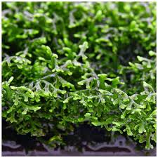 Attēlu rezultāti vaicājumam “Riccardia multifida”