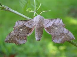 Attēlu rezultāti vaicājumam “Laothoe populi imago”
