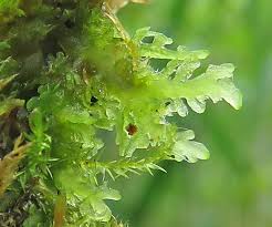 Attēlu rezultāti vaicājumam “Riccardia incurvata”