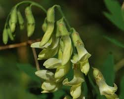 Attēlu rezultāti vaicājumam “Lathyrus laevigatus”