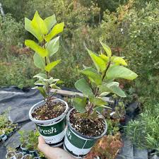 Attēlu rezultāti vaicājumam “Syringa vulgaris fruit”